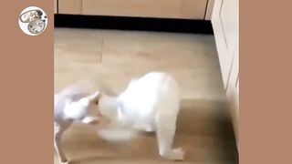 Cats vs Dogs fights - angry cats vs dogs funny compilation.2023