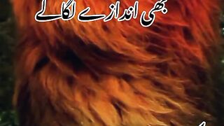 Log mere bare mn Shakeel poetry