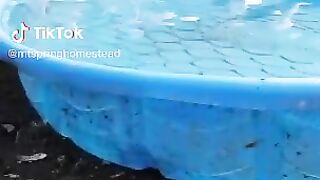 Ducks.