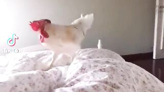 Funny pets.