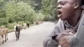 Funny Dogs souy????????????????