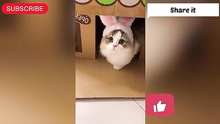 Cat walk. Cat show