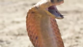 Cobra Vs Newla