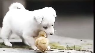Puppy Playing With Chicken