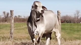 Have U Ever seen Bull like this ?