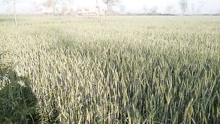 Green Field