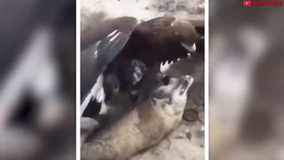 10 Most Insanely Violent Birds In The World!