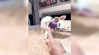 Funny Animal Videos 2023 ???? - Funniest Dogs And Cats Videos ????????