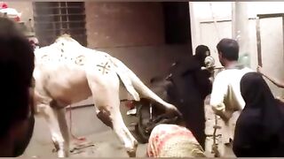 Funny Video
