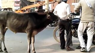 Funny Video