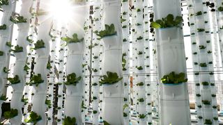 Vertical Farming. Amazing Modern Farming Technology