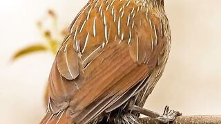 Birds picture with Tilawat e quran