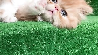 Cat moments