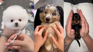 Cutest Puppies TikTok Compilation Dogs Doing Funny Things Tiktok Funny-Fluppy -2023