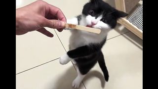 Kitten Loves Ice Cream