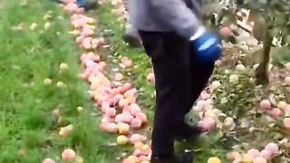 Amazing Fruits around the world....