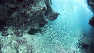 Fish in a sea.. Deep sea adventures