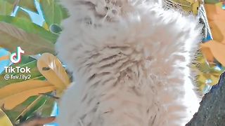 Cutee