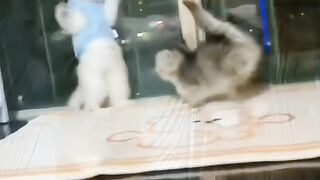 Little cats