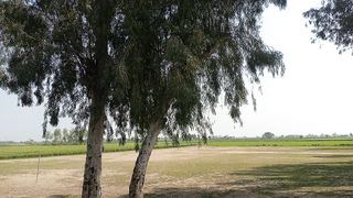 Natural environment and birds chirping