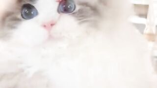 Wow Beautiful Cat Viral Video