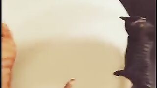 Cat love