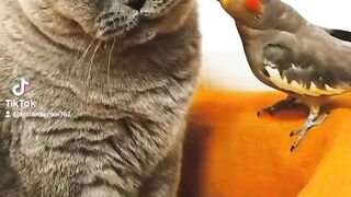 Cat bird
