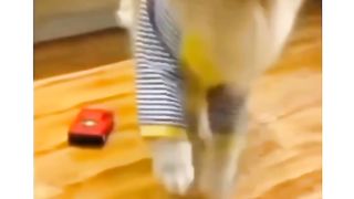 Funny dog tiktok