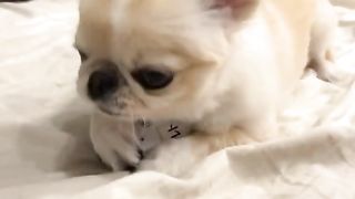 The best dog