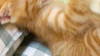 So cute cat