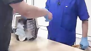 Cat attacking