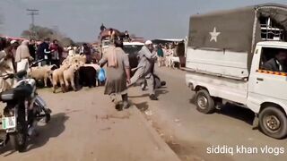 dangerous bull attack on people
