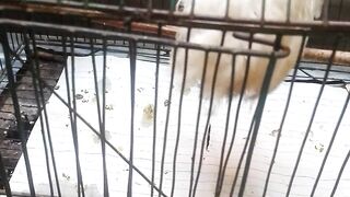 Parrot and chicken fight ????????????????