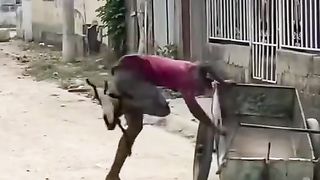 This  man is very tariffy with a toy#funny video#short#