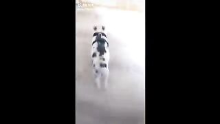 Funny Animal Videos That Are IMPOSSIBLE Not To Laugh At