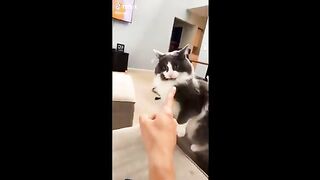 More Funny Animal Videos That Are IMPOSSIBLE Not To Laugh At
