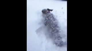 Funny dog compilation