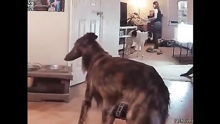 Funny Animal Videos that Will 100% Make You Laugh