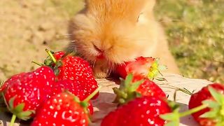 Cute Rabbit ????