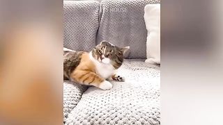 Oh No! Tik Tok - Funny Pets Reaction - Dog And Cat Compilation