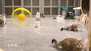 Cats what a jump see end ????????