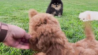 Friendly Toy Breed
