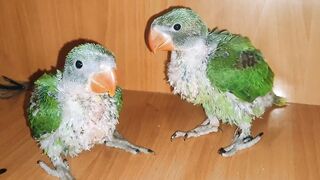 Parrot chicks