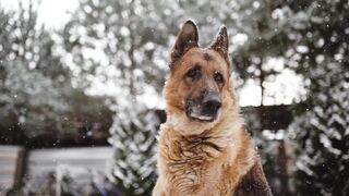 Beautiful German Shepherd