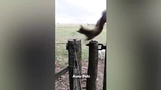 1 hour of funniest Animals - Funniest cats and dogs 2023