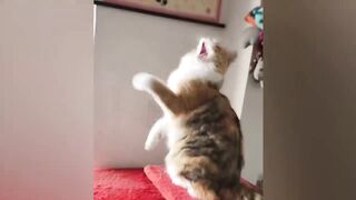 Compilation pets Animals Funny