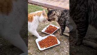 So funny cats compilation 2022 _ so funny cat videos #58 _#shorts.