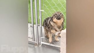 Doggone Crazy Cute ???? Best Dog Videos on the Internet ????