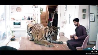 Pet lovers care pet tiger,?