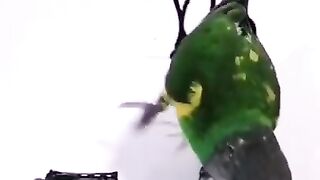 Actor Parrot